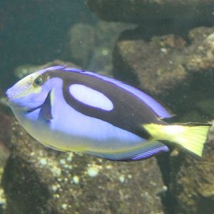 Palette surgeonfish - Paracanthurus hepatus