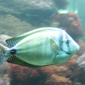 Desjardin's sailfin tang - Zebrasoma desjardinii