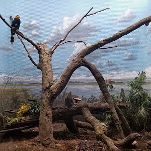 Aug. 2018 - Renovated Wings of the World - Rhinoceros Hornbill Exhibit (Returned Species)