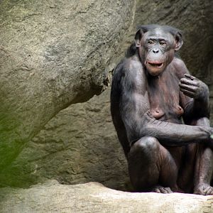 Aug. 2018 - Jungle Trails - Bonobo