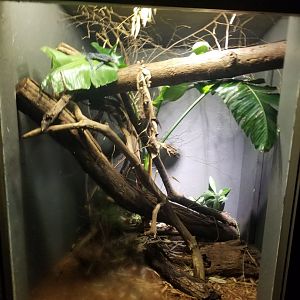 Aug. 2018 - Dragons! - Blue Tree Monitor Exhibit