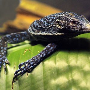 Aug. 2018 - Dragons! - Blue Tree Monitor