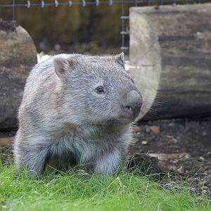 Common Wombat