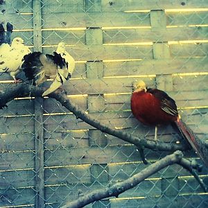 Pigeons and golden pheasant