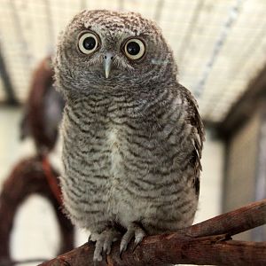 Aug. 2018 - Children's Zoo - Screech Owl Chick