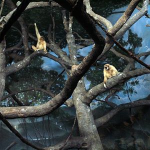 Aug. 2018 - Jungle Trails - White-handed Gibbons