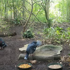 Aug. 2018 - Jungle Trails - Victoria Crowned Pigeon Exhibit