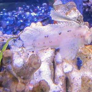 Sailfin Sculpin (Nautichthys oculofasciatus)