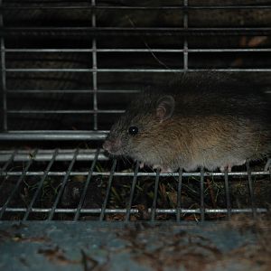 Bush Rat (Rattus fuscipes)