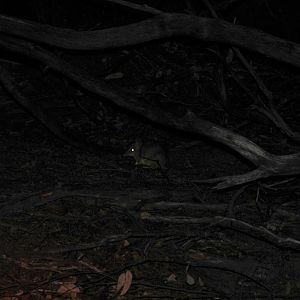Western Barred Bandicoot (Perameles bougainville)