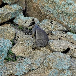 Black-footed Rock-wallabies (Petrogale lateralis lateralis)