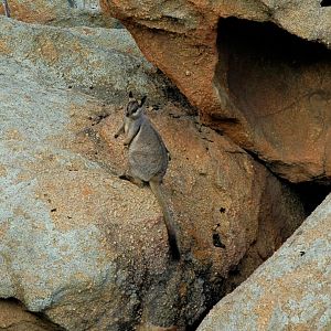 Black-footed Rock-wallabies (Petrogale lateralis lateralis)