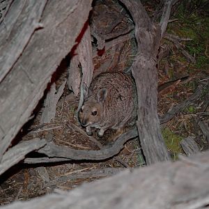 Banded Hare-wallaby (Lagostrophus fasciatus)