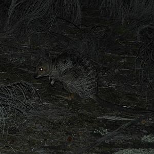Banded Hare-wallaby (Lagostrophus fasciatus)