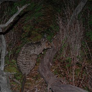 Banded Hare-wallaby (Lagostrophus fasciatus)