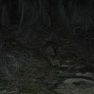 Banded Hare-wallaby (Lagostrophus fasciatus)