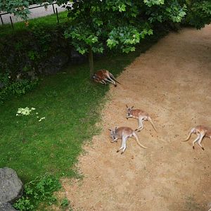 Red Kangaroos at Beauval, 12/06/18