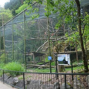Javan Langur Enclosure at Beauval, 12/06/18