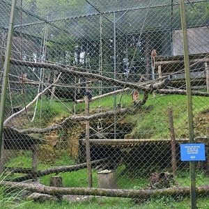 Javan Langur Enclosure at Beauval, 12/06/18