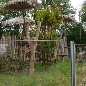Koala Enclosure at Beauval, 12/06/18