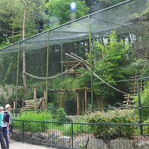 Clouded Leopard Enclosure at Beauval, 12/06/18