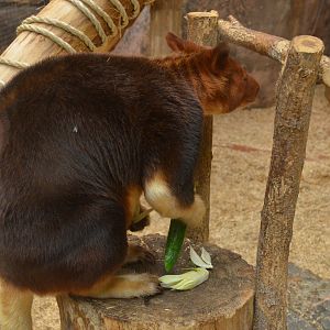 Goodfellow's Tree Kangaroo at Beauval, 12/06/18