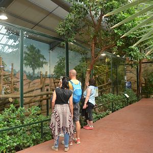 Koala Enclosure at Beauval, 12/06/18