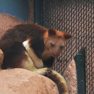 Goodfellow's Tree Kangaroo at Beauval, 12/06/18