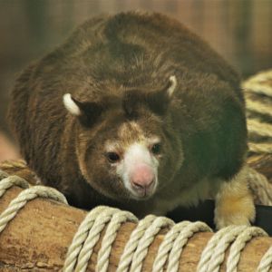 Matschie's Tree Kangaroo at Beauval, 12/06/18