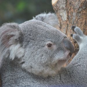 Koala at Beauval, 12/06/18