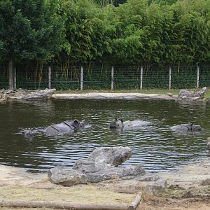 Indian Rhinos at Beauval, 12/06/18