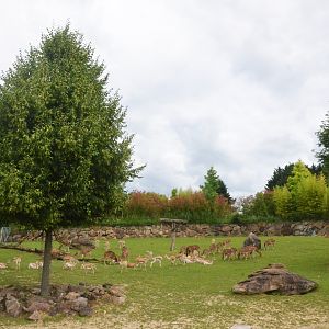 Rhino, Deer and Antelope Paddock at Beauval, 12/06/18