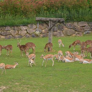 Blackbuck and Axis Deer at Beauval, 12/06/18