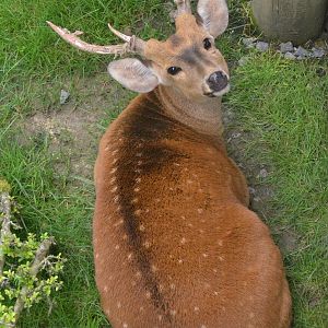Hog Deer at Beauval, 12/06/18