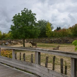 Asia Section Viewing at Beauval, 12/06/18