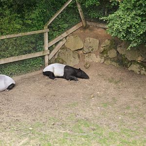 Malayan Tapir and Reeves' Muntjac at Beauval, 12/06/18