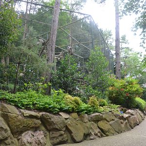 Grey Langur Enclosure at Beauval, 12/06/18