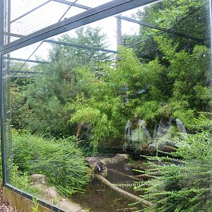Fishing Cat Enclosure at Beauval, 12/06/18