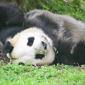 Giant Panda at Beauval, 12/06/18