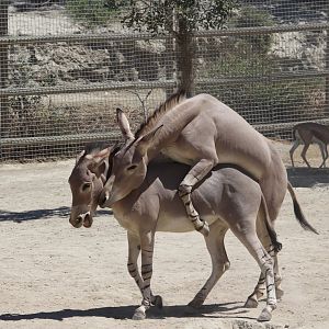 Amorous Somali Wild Asses