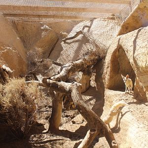 Rüppell's Fox enclosure