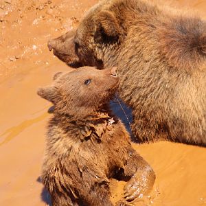 Brown Bear, mother and cub, cooling off