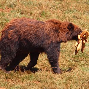 Brown Bear with questionable diet!