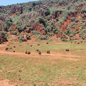 Breathtaking Brown Bear exhibit