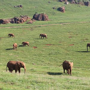 Breathtaking Elephant exhibit