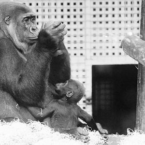 Gorilla mother and youngster