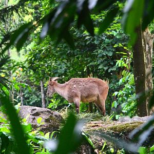Fishing Cat Trail - Himalayan Tahr