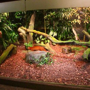 Leopard Trail - Asiatic Golden Cat exhibit