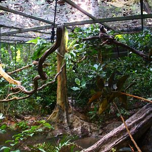 Leopard Trail - Civet exhibit