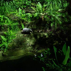 Leopard Trail - Hog Badger exhibit